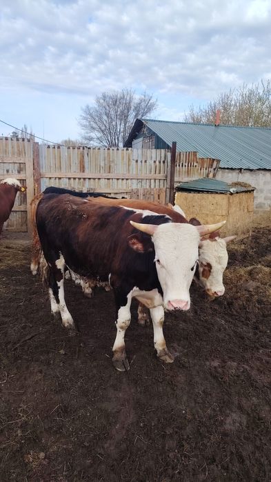 Продам бычков с откорма.