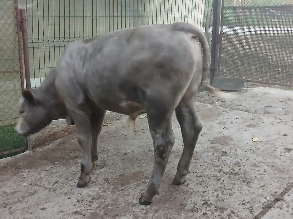 Vaca si vitel de vanzare