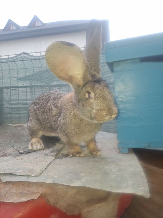 Iepuroi si iepuroice