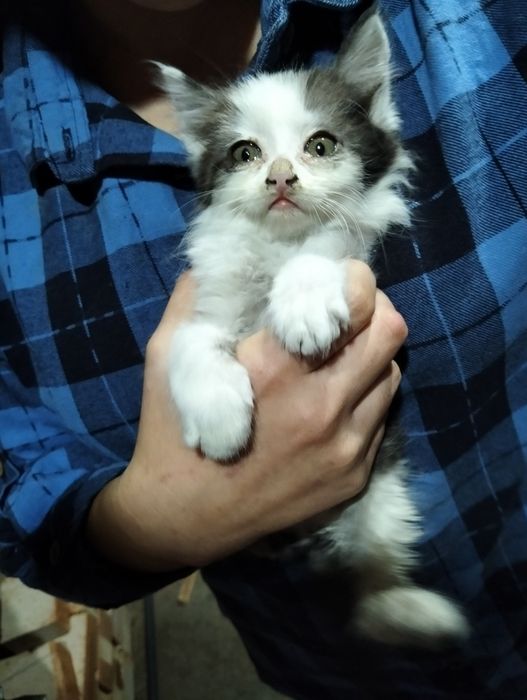 Отдам котят в добрые руки