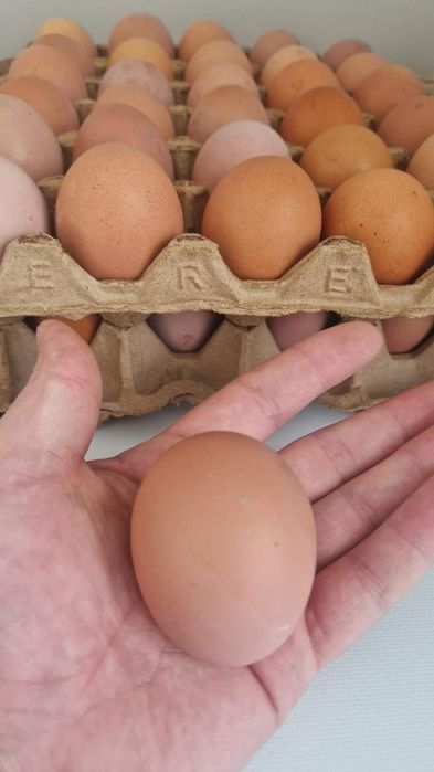 Домашние яйца каждый день свежие