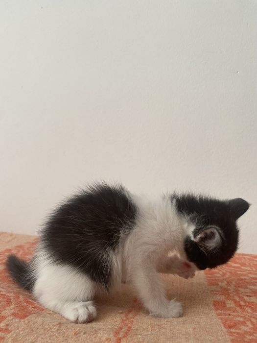 Отдам котенка 1,5 месяца, девочки.