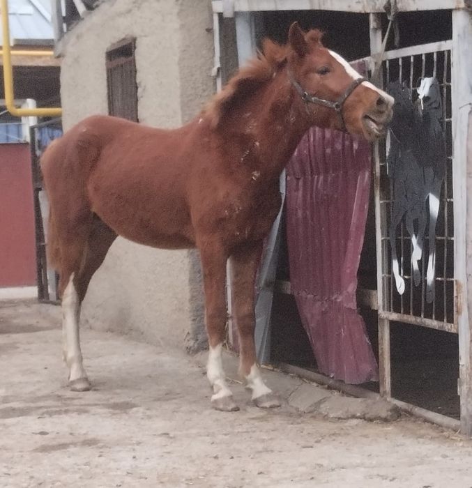 Колтума жылкы сатылады