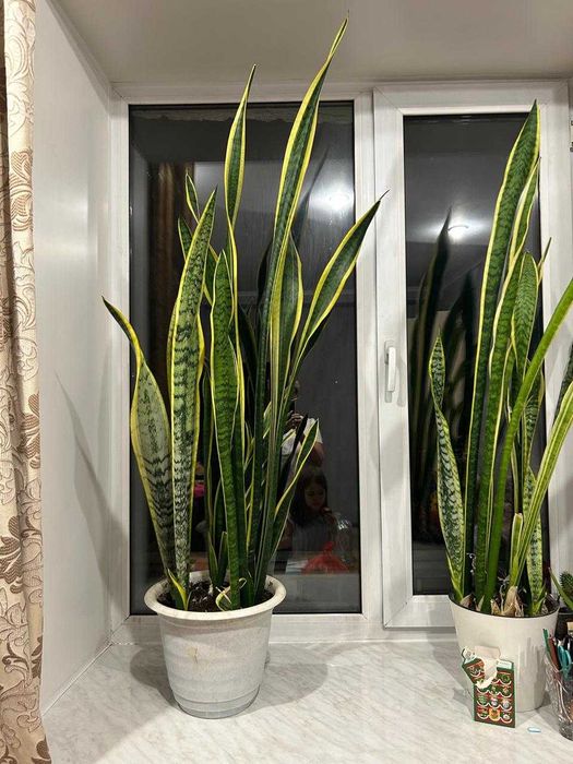 Продам цветы для офиса и дома