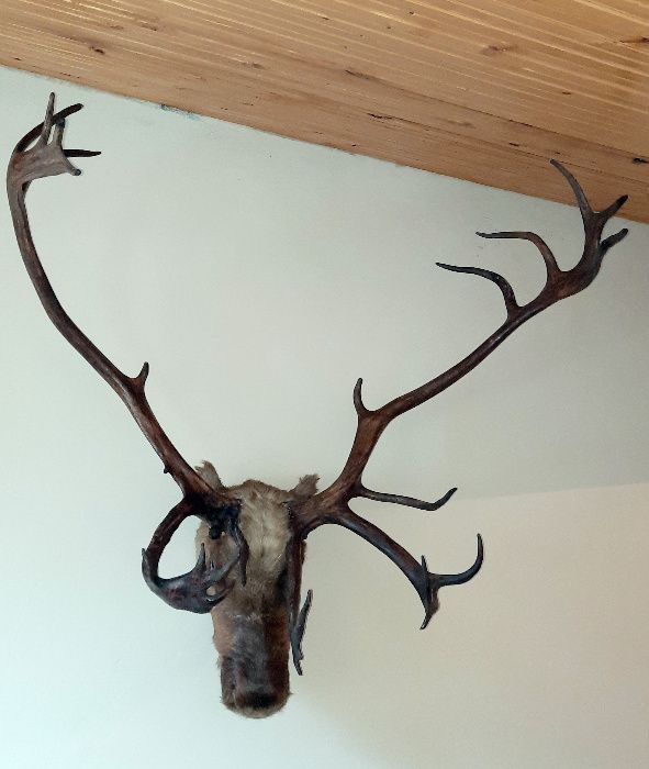 Рога от северен елен