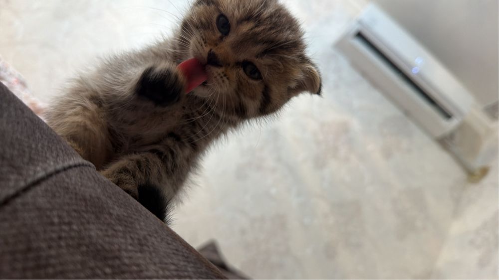 котик Шотладский вислоухий