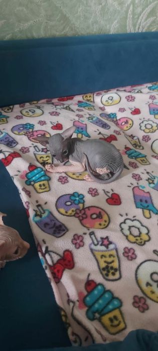 Котята сфинксы ливкой