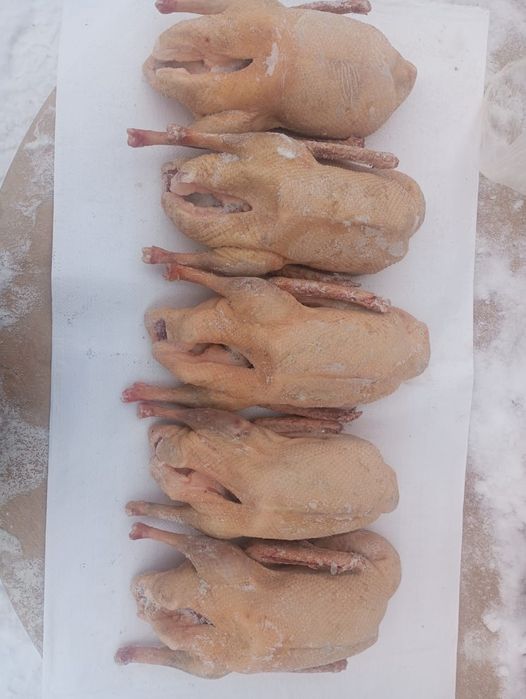 Продам гусей тушками оптом халал