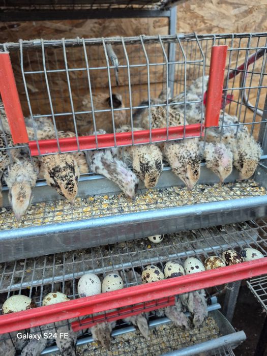 Vând prepelițe și oua de prepeliță