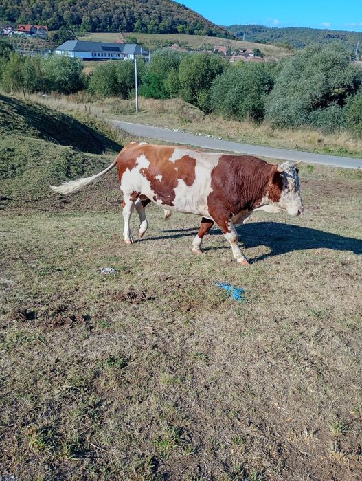 De vânzare taur de vacă