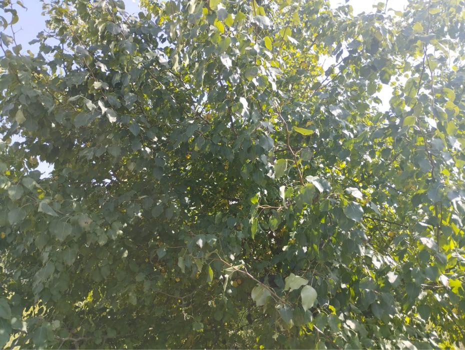 Продам дачу. 10 соток