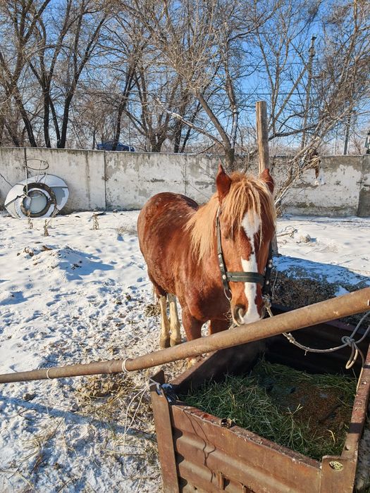 Лошадь жеребец 5 лет