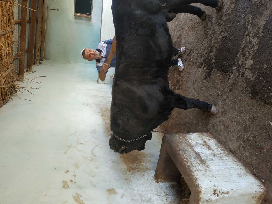 Angus zotli bir yoshga Utgan hukizcha