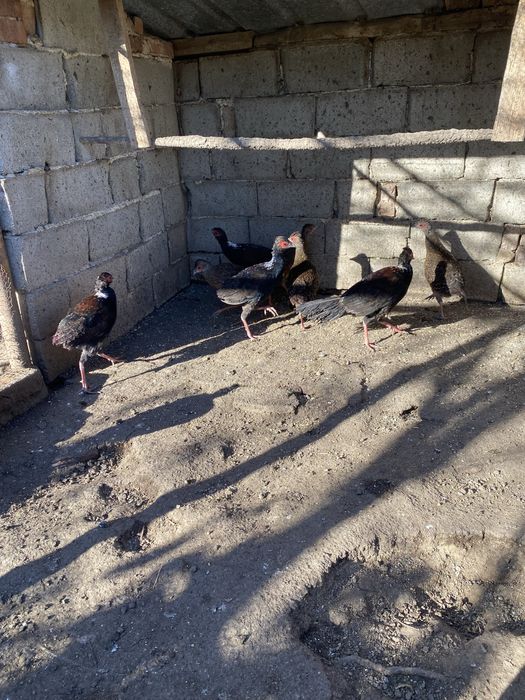 Седлати фазани -седлови