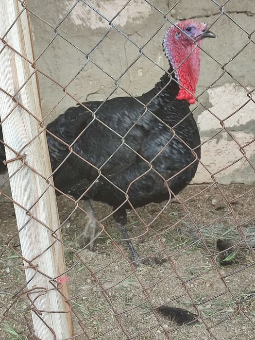 2 штук Қара Үндік қораз сатылады