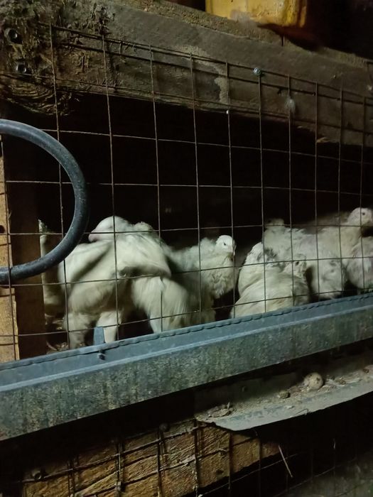 Продам перепёлак