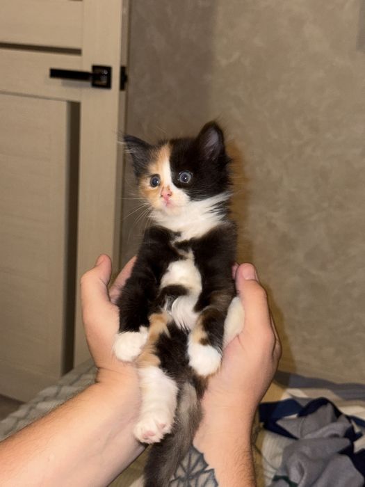 Отдам котят в добрые руки