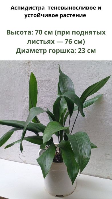 Аспидистра. Одно из самых устойчивых растений. Цветы для дом/офис
 рас