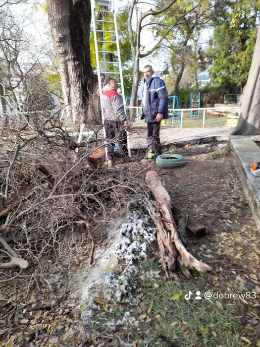 Рязане на високи опасни дървета