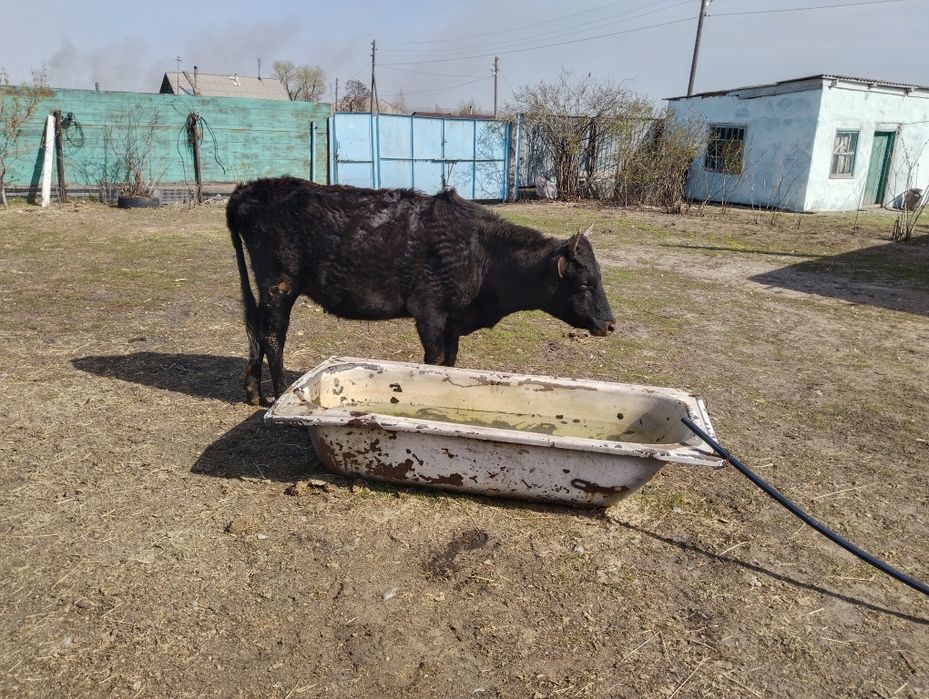 Продам коров и стельную телку