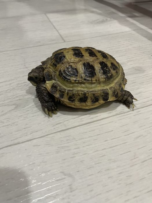 Сухопутная Черепаха