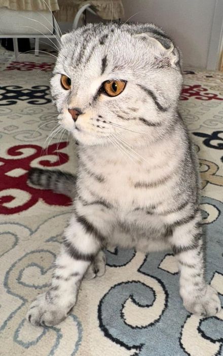 Шотландский кошка