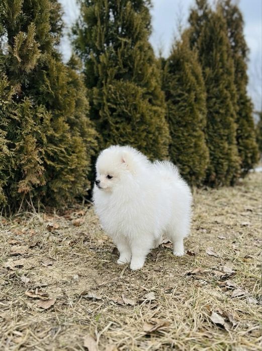 Pomeranian alb mini