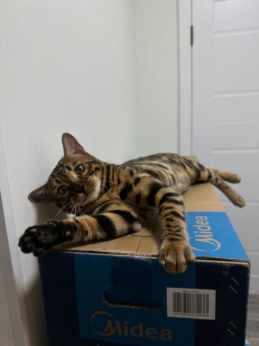 Вязка бенгала