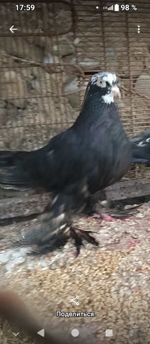 Продам голубей двоих