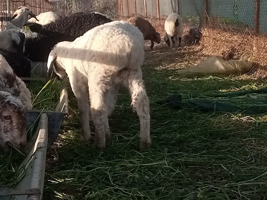 2 ta qochqorcha sotiladi shirboz