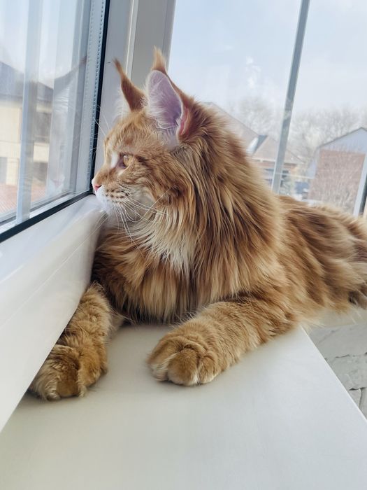 Срочно Продам кота породы Мейнкун молодой