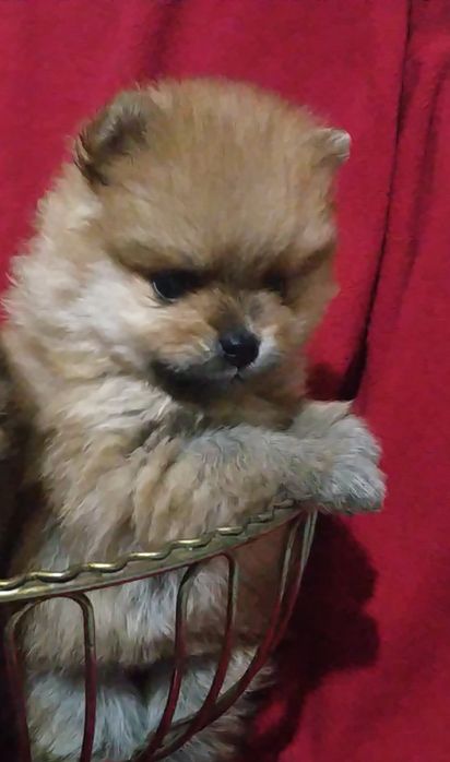 Померанский шпиц