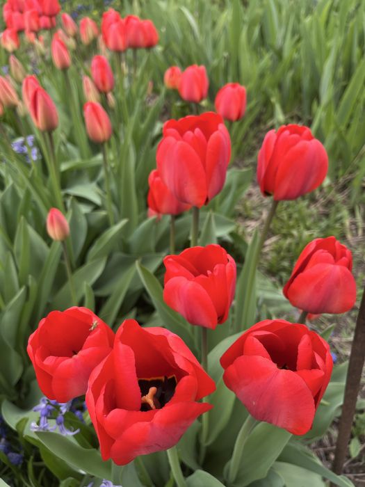 Продам тюльпаны на срез