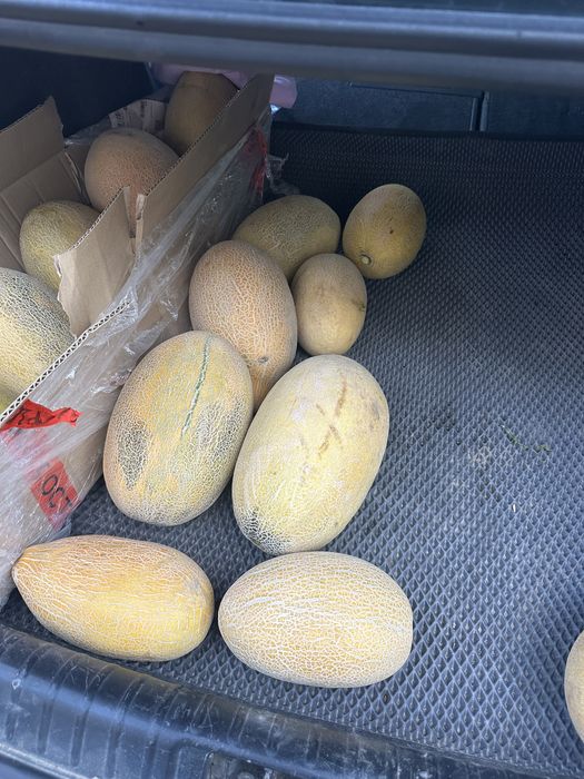 Арбуз Дыня Кызылагаш оптом розницу