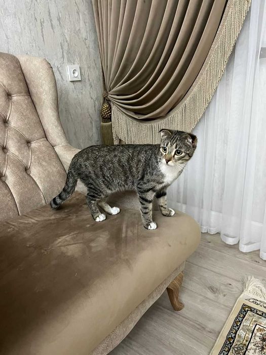 котенок, Шотландский вислоухий