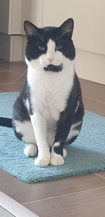 Tund pisici la domiciliu