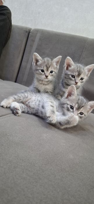 Британские котята