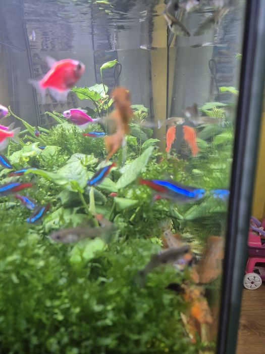Acvariu Diversa 112L complet plantat – Eheim Professionel 4+ – Twinstar III + pești