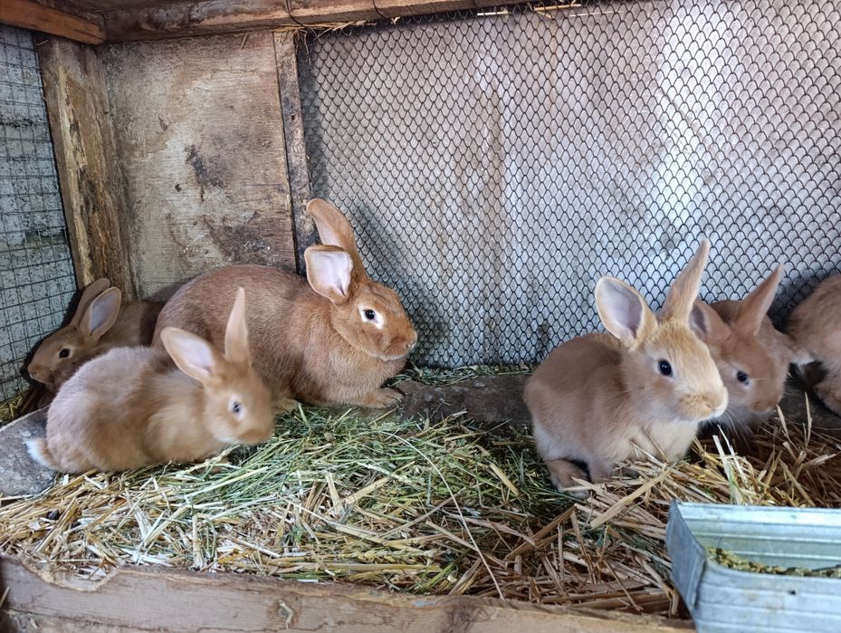 Burgun quyon bolalari sotiladi