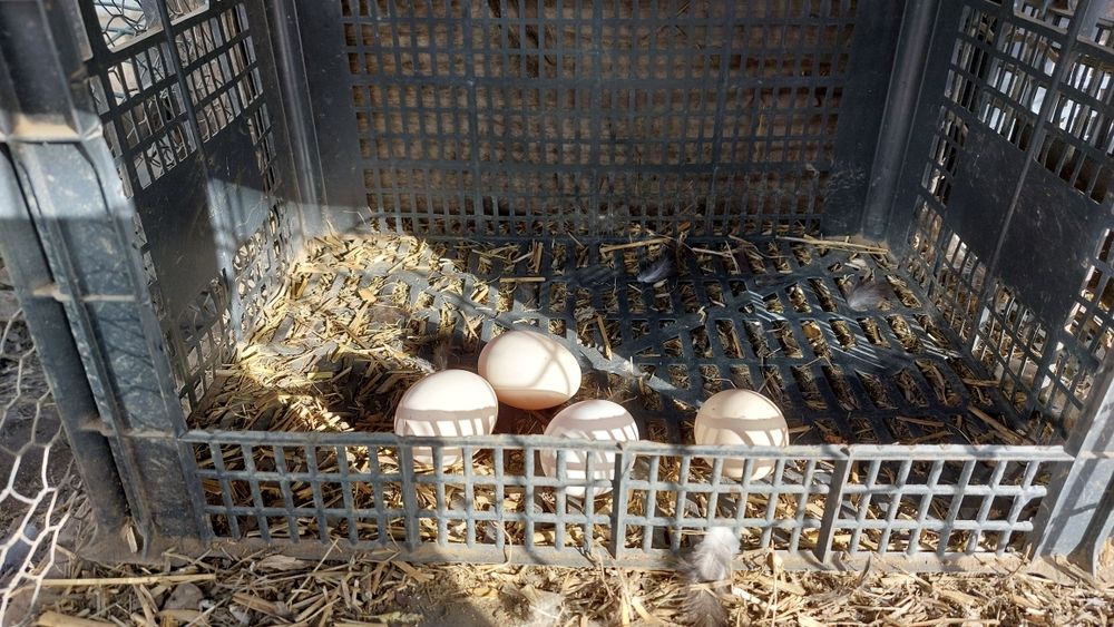 Cochinchina pitic  Ouă incubat