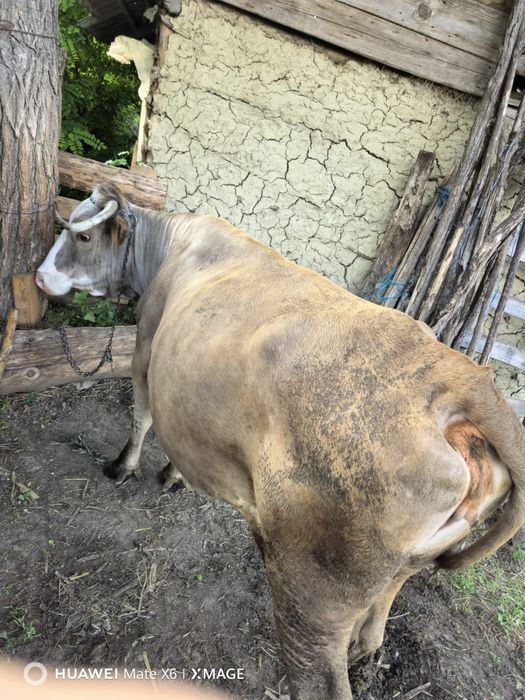Vand vaca gestantă