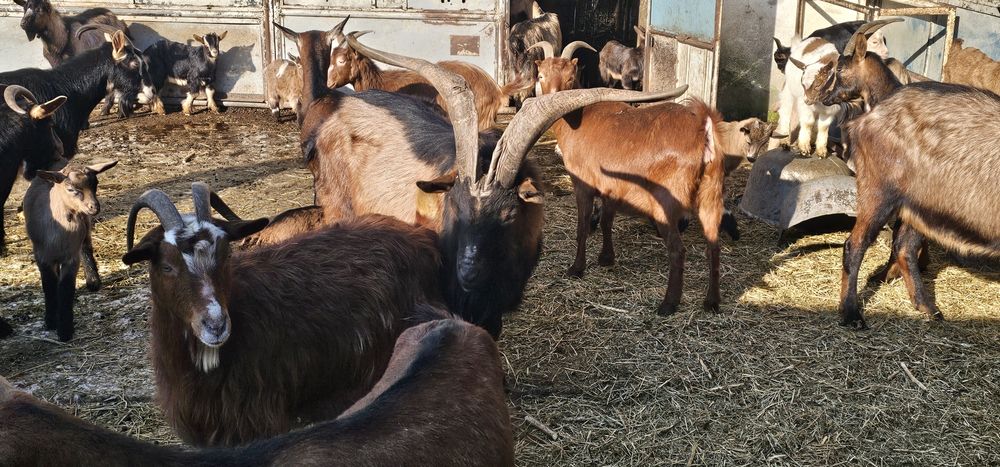 Tapi rasa Alpin francez