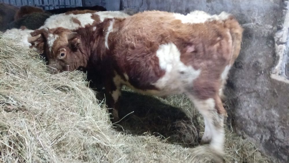 Продам 10 голов Бычков палторашек