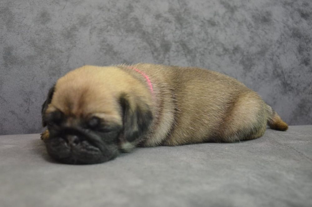 Продам щенков мопса.