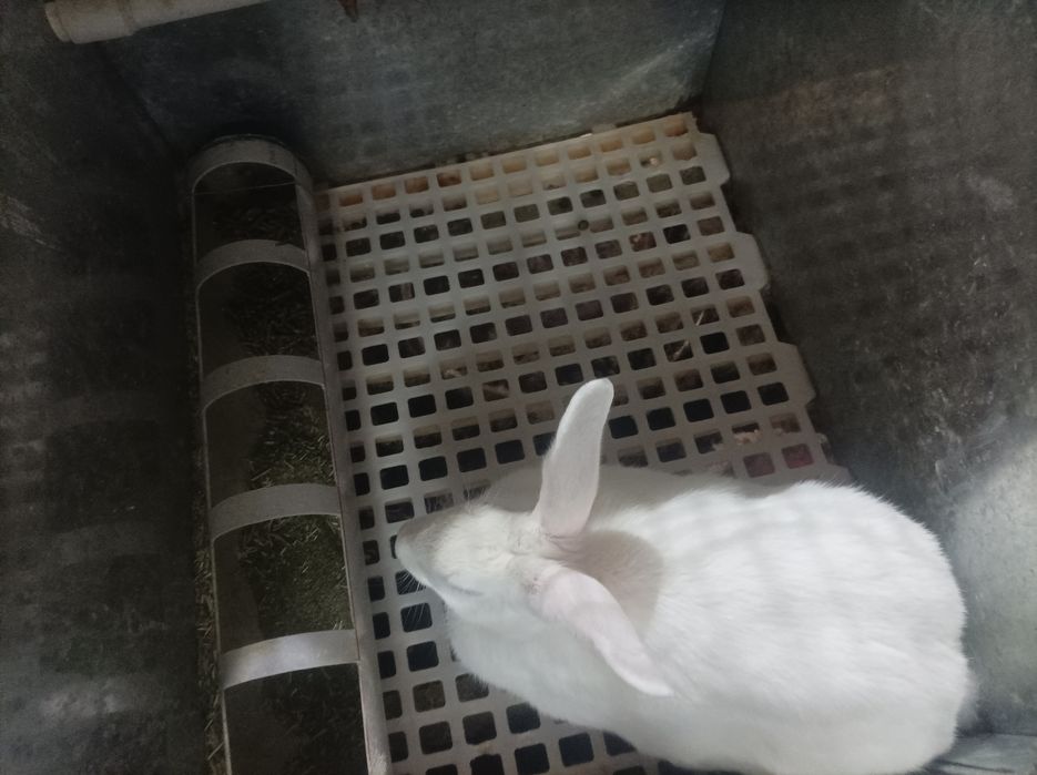 Xikol quyonlar sotiladi