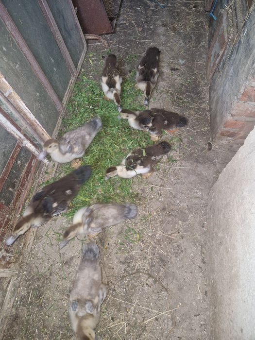 Rățuște Mute 5 bucăți