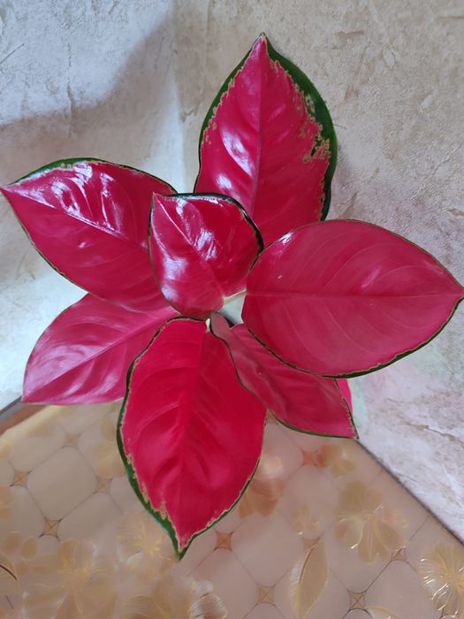 Аглаонемы разных сортов