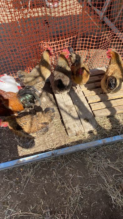 Кучин жұмыртқасы бар