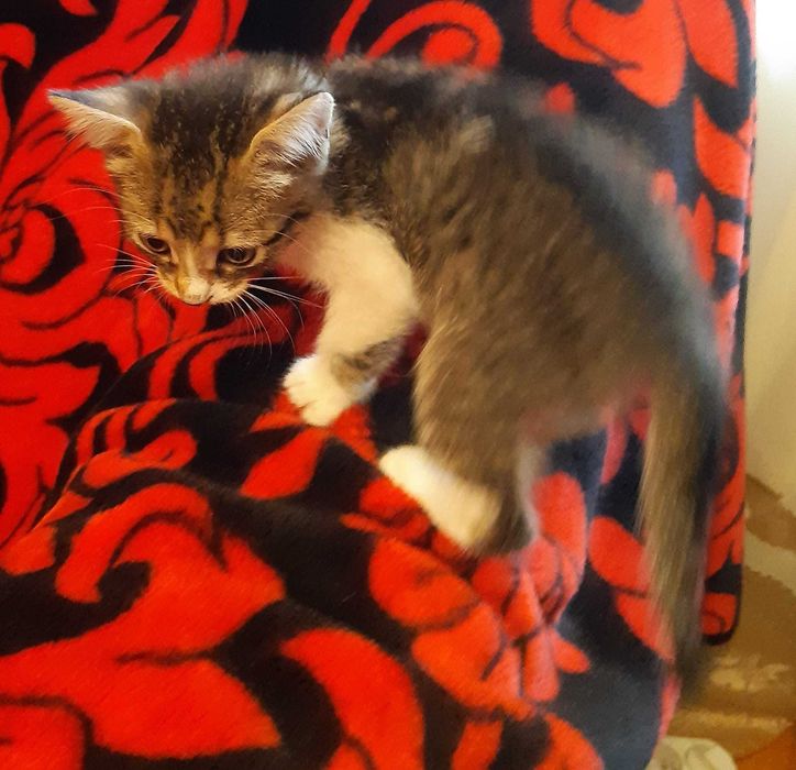 Donez pisoi pentru adoptie