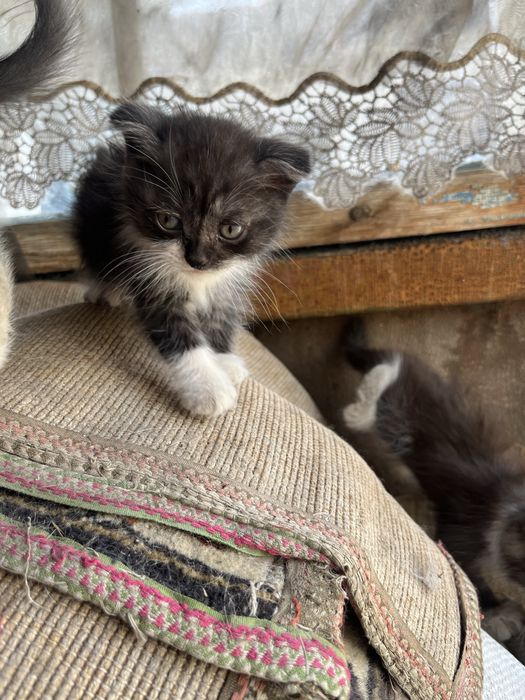 Отдам котят вислоухов